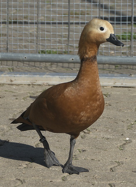 多元化与包